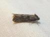 301433 – Photo : Moth-er – France (69)